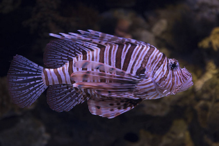 红狮子鱼在水族馆