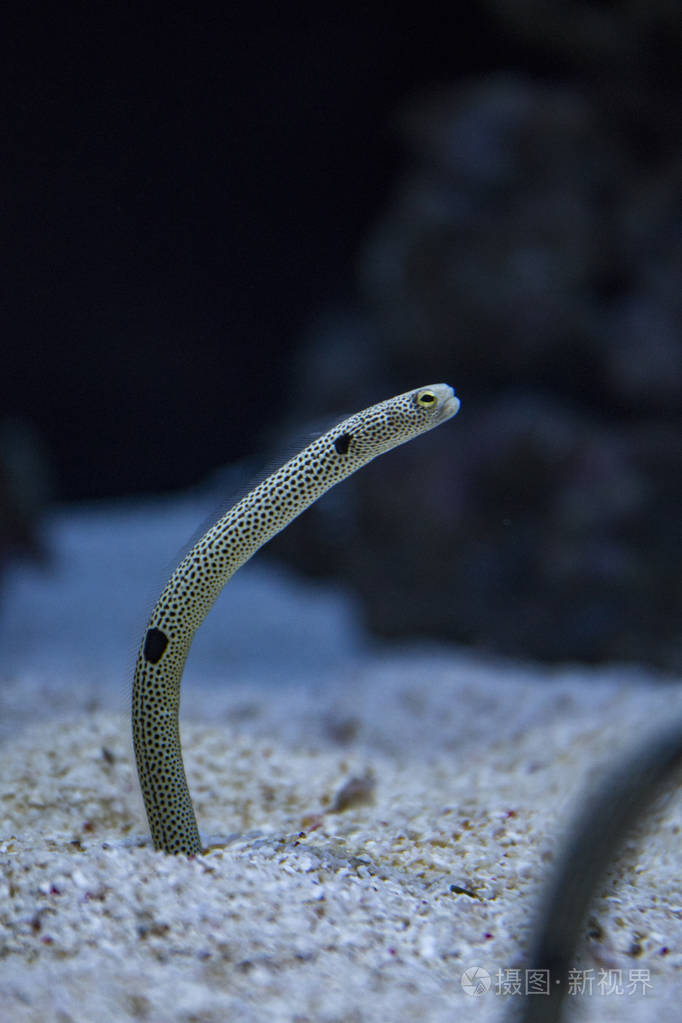 发现花园鳗照片-正版商用图片0wa88j-摄图新视界