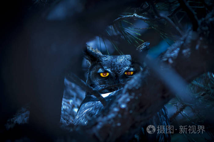 猫头鹰在树上在晚上与闪闪发亮的眼睛