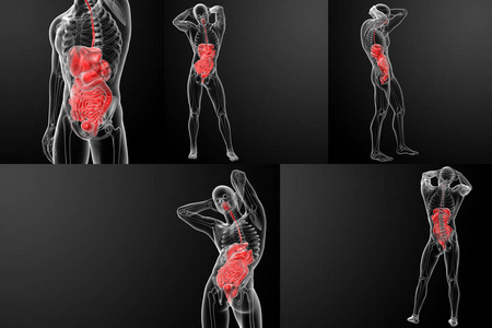 3d 渲染的人体消化系统