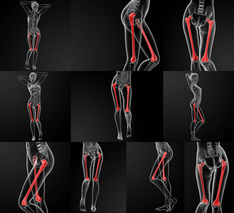 股骨三维渲染图