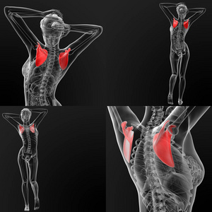 肩胛骨骨三维渲染图图片