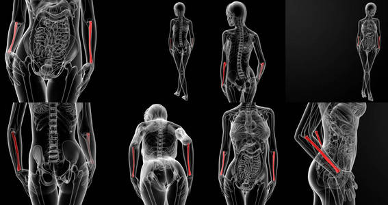 桡骨骨三维渲染图图片