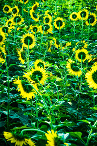 黄色的向日葵在阳光明媚的农业领域