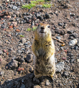 站在地面上，俄罗斯堪察加半岛的 gopher