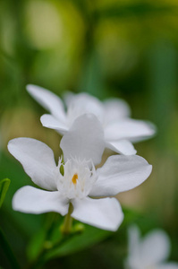 茉莉花白色的小花