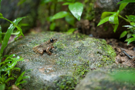 常见的青蛙宏，在其环境中的肖像。泰国