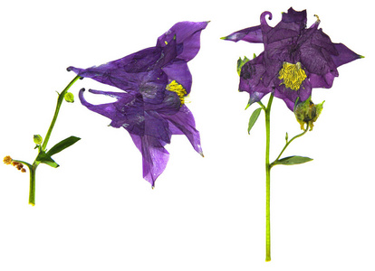 干大紫色和白色的花的科伦拜恩花