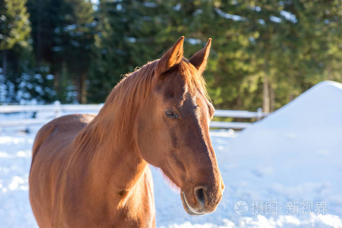 在冬天的帅马的牡马的画像