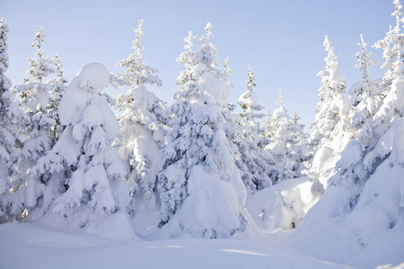 冬天的森林。雪覆盖云杉