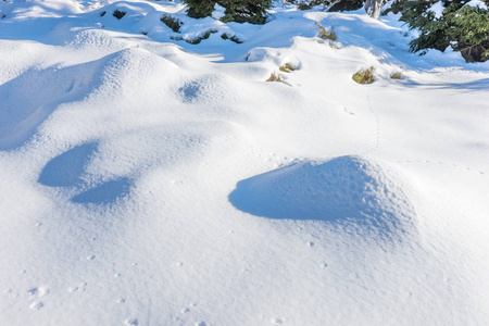 冬季雪景与雪在森林中飘移