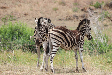 斑块斑马equus quagga