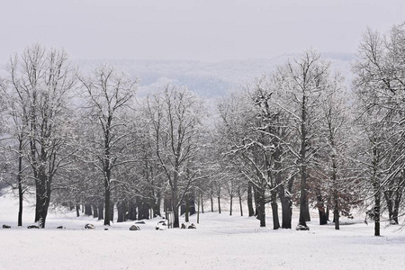 冬季景观霜树在森林里。自然雪覆盖着。美丽的季节自然背景