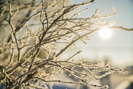 美丽的冰冻白色冬季树枝在雪的背景下的太阳和天空