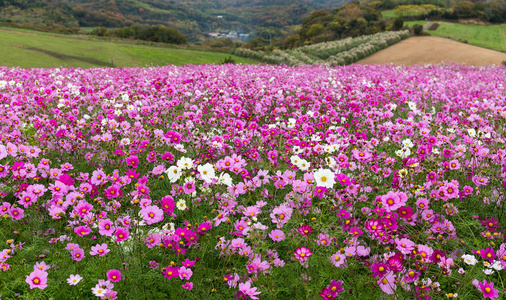 波斯菊花海中字段图片