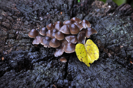 野生森林 mushrooms9