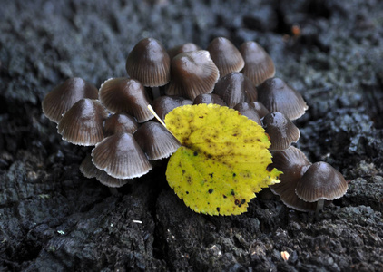 野生森林 mushrooms7