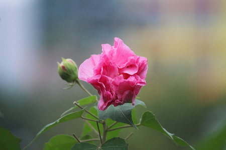 粉红色美丽的花, 芙蓉