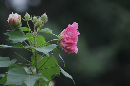 粉红色美丽的花, 芙蓉