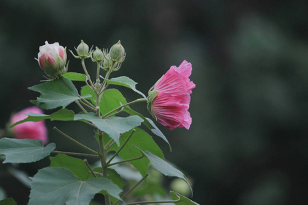 粉红色美丽的花, 芙蓉