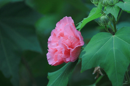 粉红色美丽的花, 芙蓉