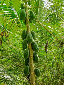大堆水果青木瓜树与大堆水果,照片