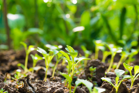 许多从种子中生长出来的绿色芽照片