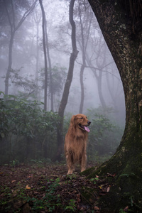 金毛猎犬在树林里