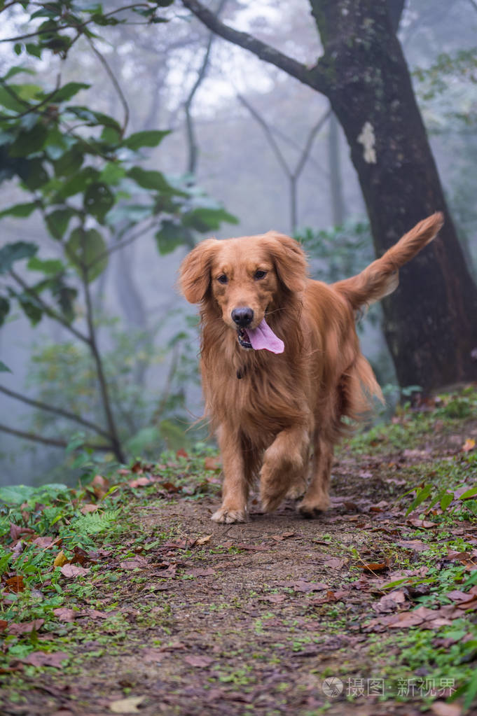 金毛猎犬在树林里