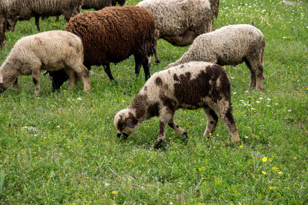 羊和羔羊放牧对泉域选择性焦点
