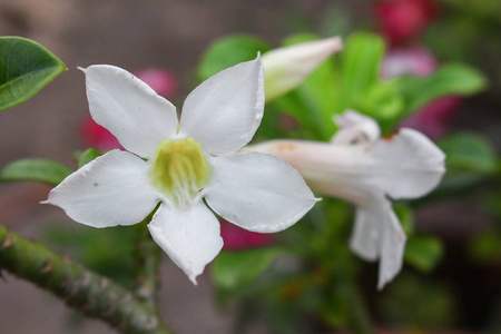 树上的沙漠玫瑰热带花, 或黑斑羚百合花