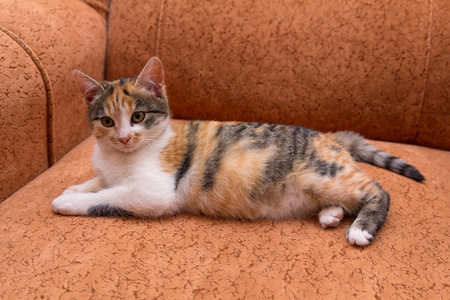 年轻的花斑猫躺在沙发上。宠物