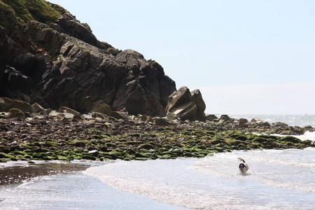 海滩上的一只狗站在海里