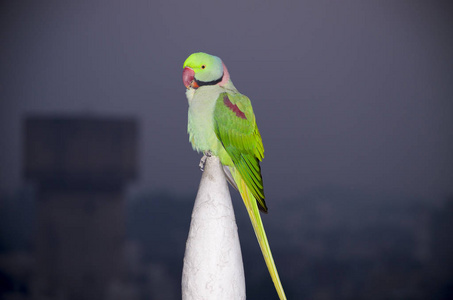 印度的鹦鹉有环坐在大厦穗