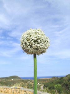 天空前的白色洋葱花图片