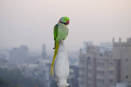 印度的鹦鹉有环坐在大厦穗