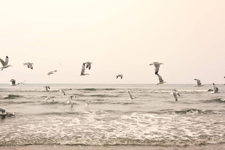 在海滩上飞海鸥