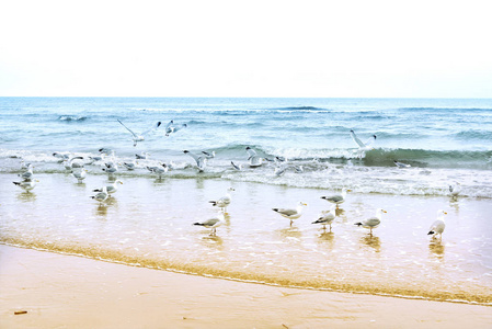 在海滩上的海鸥