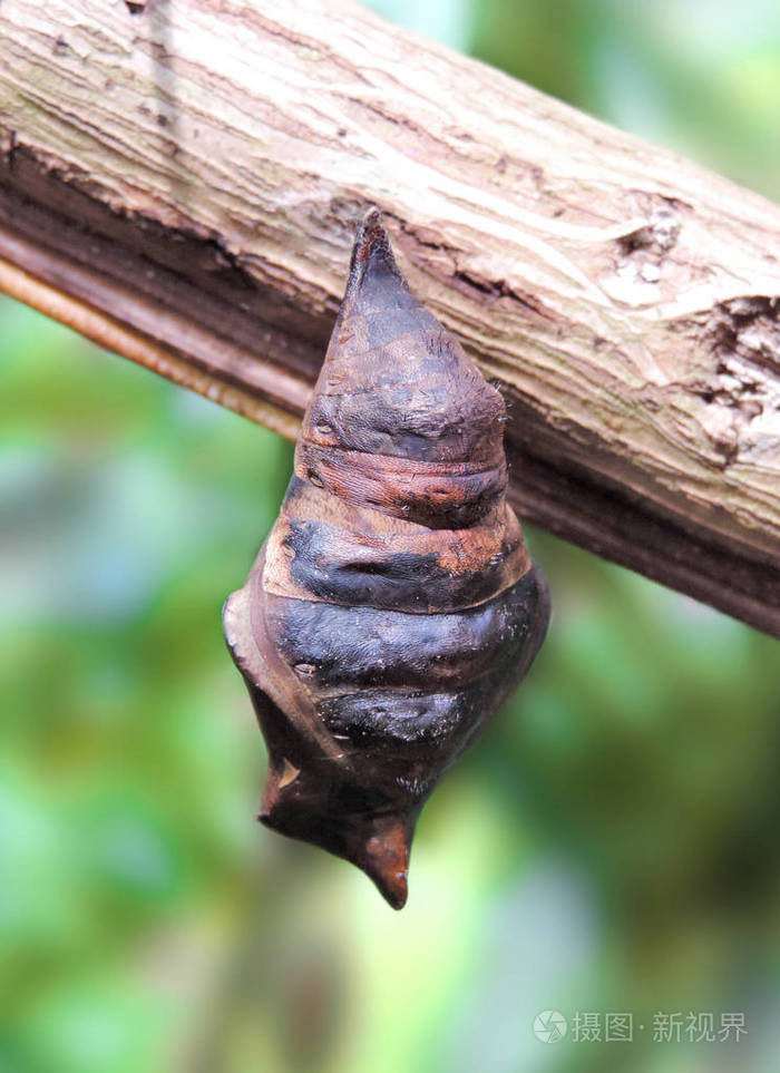 一棵树上的蝴蝶茧
