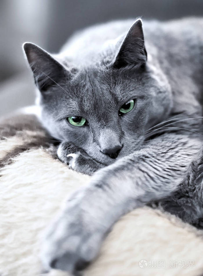 可爱的俄罗斯蓝猫l