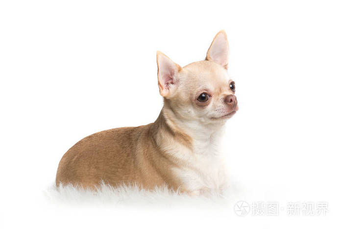 可爱的成年吉娃娃狗躺在白色的地毯上照片 正版商用图片0wbgn0 摄图新视界 可爱的成年吉娃娃狗躺在白色的地毯上照片 正版商用图片0wbgn0 摄图新视界
