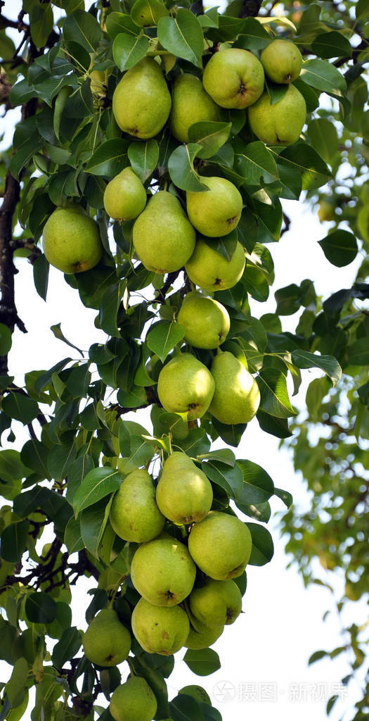 与水果梨的分支