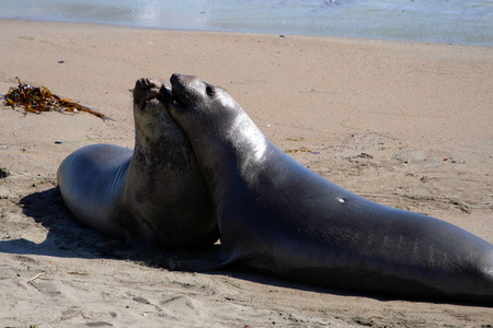 海狮在太平洋海岸，加利福尼亚州，美国