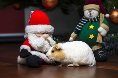 可爱的豚鼠和圣诞老人玩偶图片