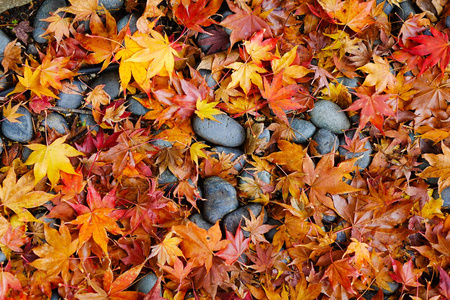 日本花园的景观，岩石上有秋叶。