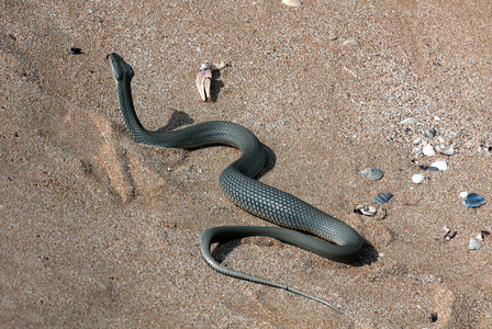 里海水蛇NatrixTessellata