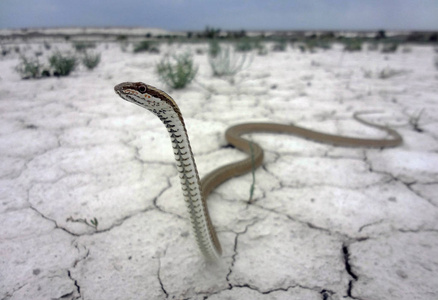 雌蛇Psammophis 线