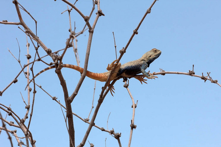 Iguanian 蜥蜴Trapelus sanguinolentus，男性