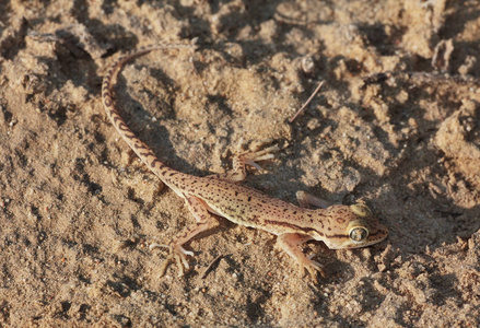 gekos-crossobamon eversmanni.哈萨克斯坦西部照片