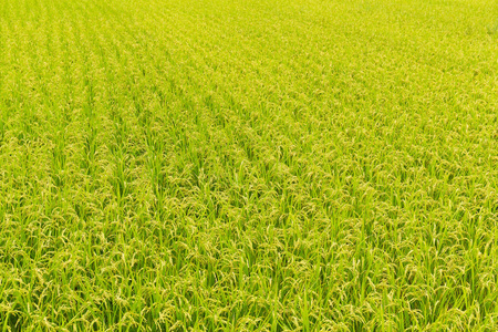 绿色新鲜稻田